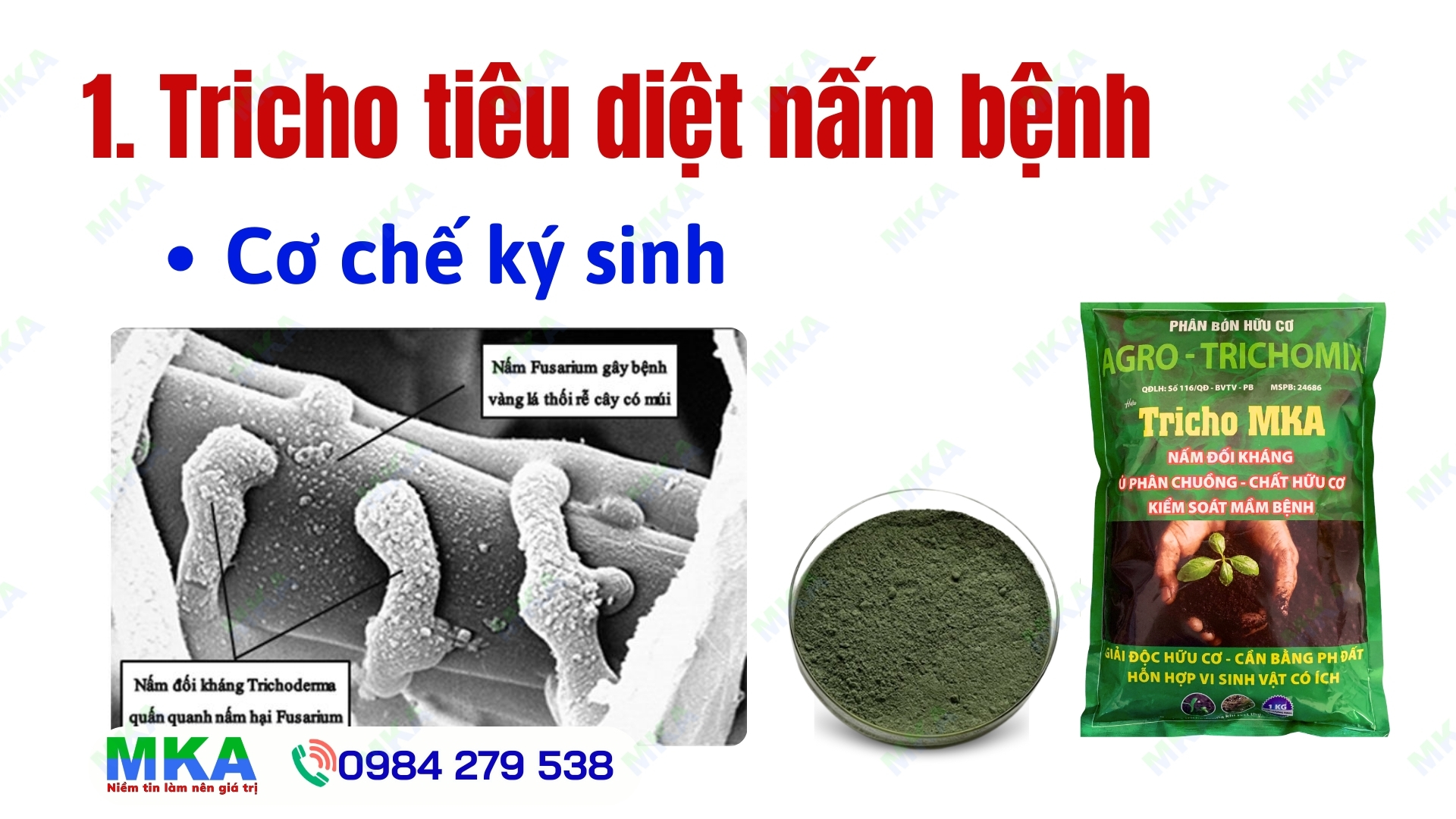 Nấm đối kháng trichoderma biện pháp sinh học đối kháng nấm bệnh